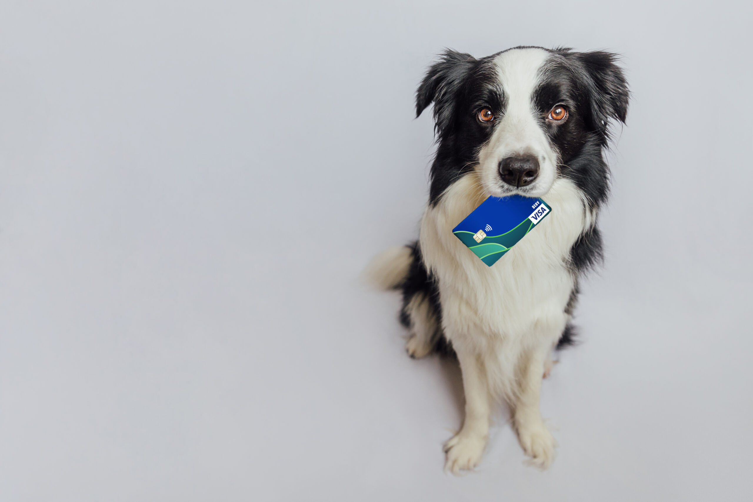 Dog holding a Bank of Travelers Rest Visa debit card